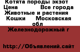 Котята породы экзот › Цена ­ 7 000 - Все города Животные и растения » Кошки   . Московская обл.,Железнодорожный г.